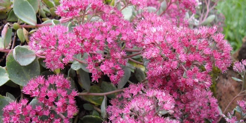 SEDUM cauticola 'Lidakense'