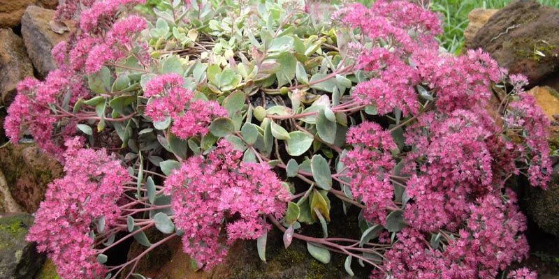 SEDUM cauticola 'Lidakense'