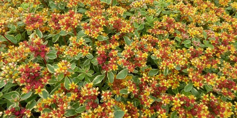 SEDUM kamtschaticum 'Variegatum' - Orpin