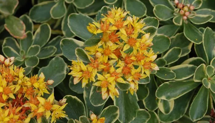 SEDUM kamtschaticum 'Variegatum' - Orpin