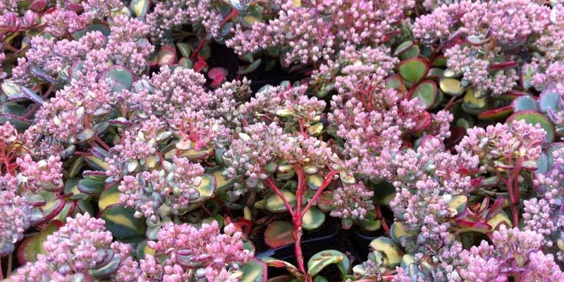 SEDUM sieboldii 'Mediovariegatum'