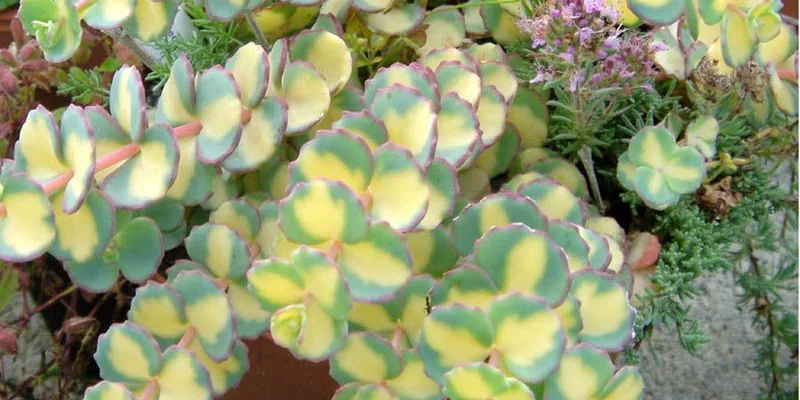 SEDUM sieboldii 'Mediovariegatum'