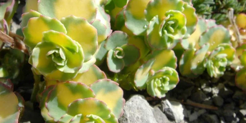 SEDUM sieboldii 'Mediovariegatum'