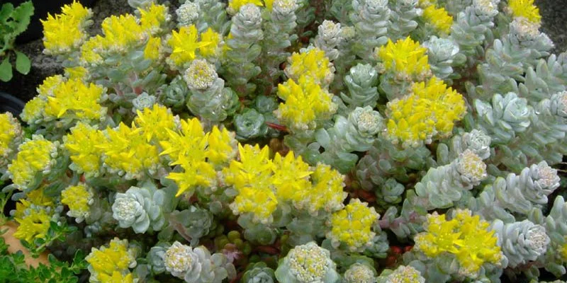 SEDUM spathulifolium 'Cape Blanco' - Orpin