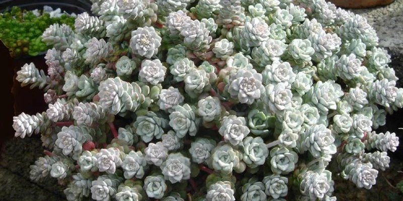 SEDUM spathulifolium 'Cape Blanco' - Orpin