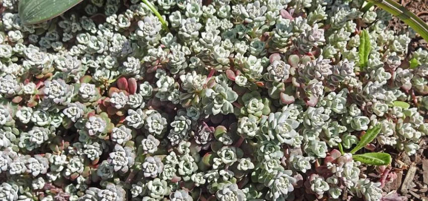 SEDUM spathulifolium 'Cape Blanco' - Orpin