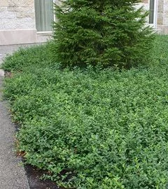 EUONYMUS fortunei 'Coloratus' - Fusain rampant