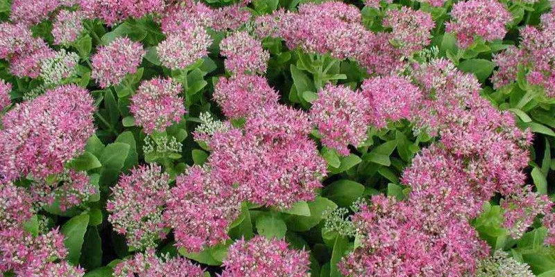 SEDUM spectabile 'Brillant'