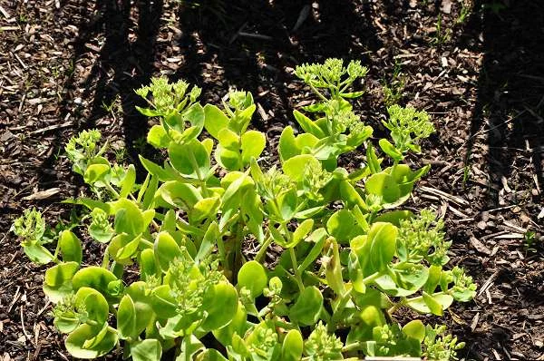 SEDUM spectabile 'Brillant'