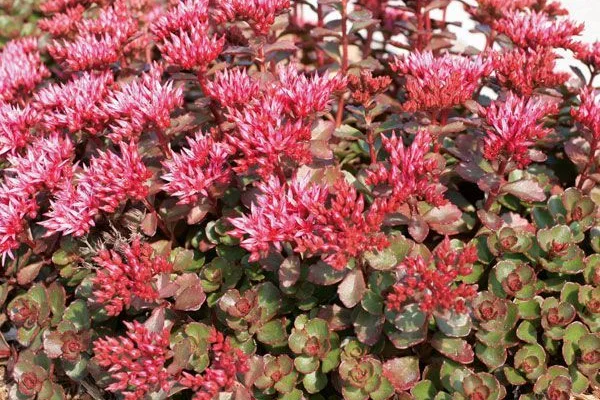 SEDUM spurium 'Fuldaglut'