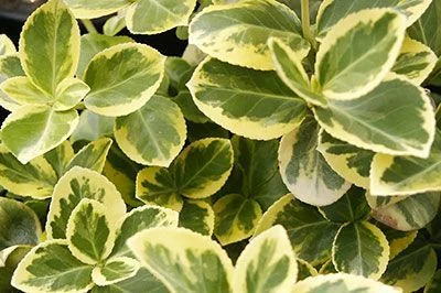 EUONYMUS fortunei 'Canadale Gold' - Fusain nain à feuilles persistantes