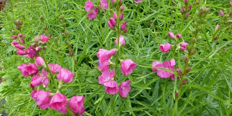 SIDALCEA oregana 'Brilliant'