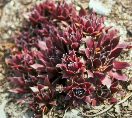 SEMPERVIVUM 'Rubin' - Joubarbe