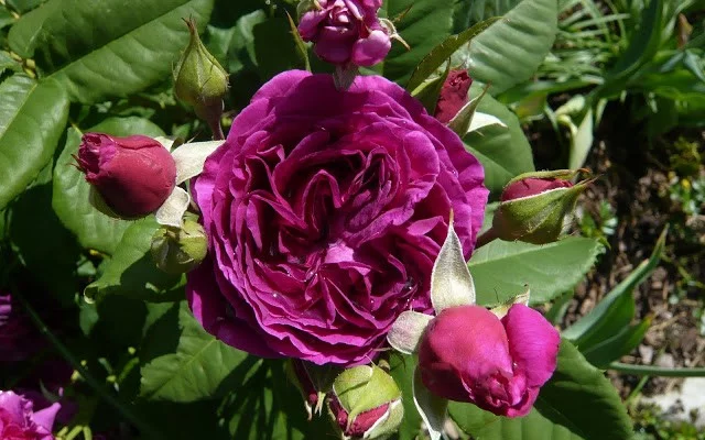 ROSIER arbustif  'PURPLE LODGE' ® Ora2437