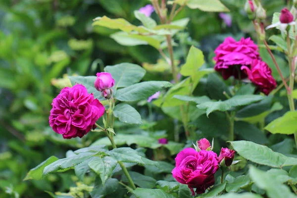 ROSIER arbustif  'PURPLE LODGE' ® Ora2437