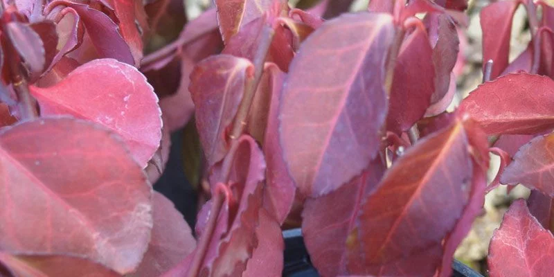 EUONYMUS fortunei 'Dart's Blanket' - Fusain rampant