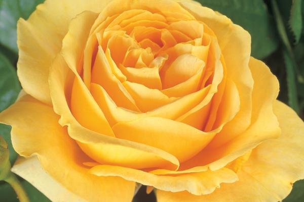 ROSIER Grande fleur 'BATACLAN' ® Tan 94488