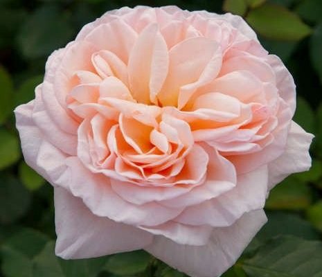 ROSIER Grande fleur 'BELLE ROMANTICA' ® Meigamancey