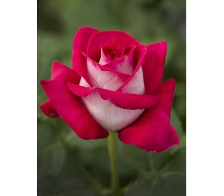 ROSIER Grande fleur 'MONICA BELLUCCI' ® Meimonkeur