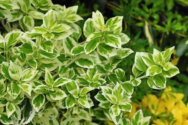 EUONYMUS fortunei 'Emerald'n Gaiety' - fusain rampant