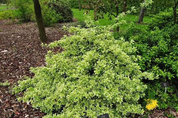 EUONYMUS fortunei 'Emerald'n Gaiety' - fusain rampant