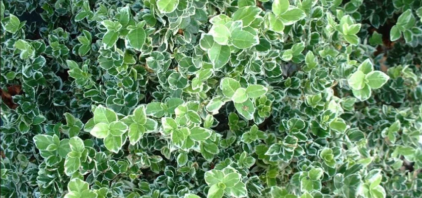 EUONYMUS fortunei 'Emerald'n Gaiety' - fusain rampant