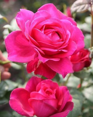 ROSIER Grande fleur 'PARFUM DE HONFLEUR' ® Tan 04179