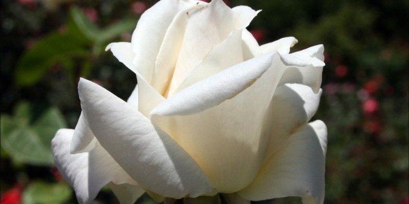 ROSIER Grande fleur 'PASCALI'