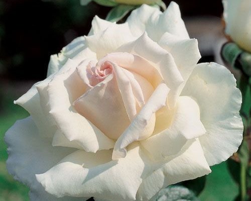 ROSIER Grande fleur 'POKER' ® Meipazdia
