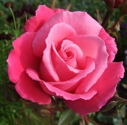 ROSIER Grande fleur 'PRIMA BALLERINA'