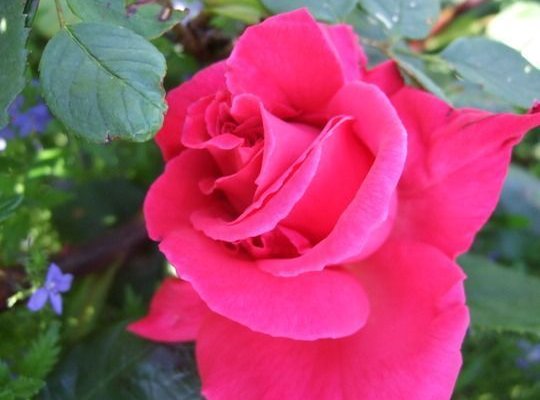 ROSIER Grande fleur 'PRIMA BALLERINA'