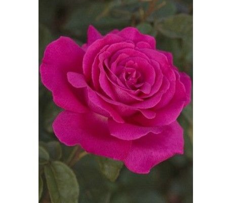 ROSIER Grande fleur 'SEXY PERFUMELLA ® Meimirtylus
