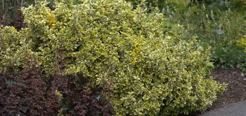 EUONYMUS fortunei 'Emerald'n Gold' - Fusain rampant