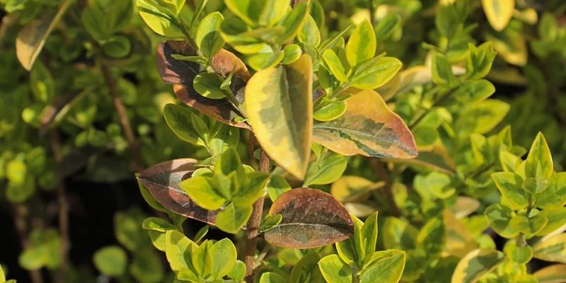 EUONYMUS fortunei 'Emerald'n Gold' - Fusain rampant