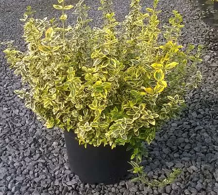 EUONYMUS fortunei 'Emerald'n Gold' - Fusain rampant