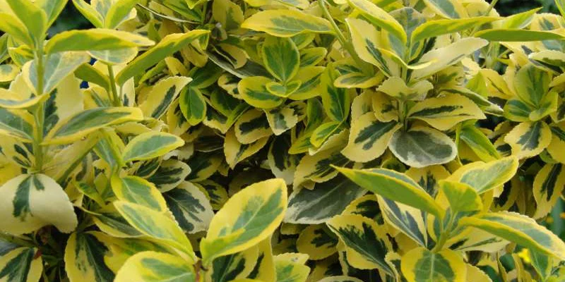 EUONYMUS fortunei 'Emerald'n Gold' - Fusain rampant