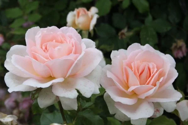 ROSIER Grande fleur 'SWEET LOVE' ® Harmisty