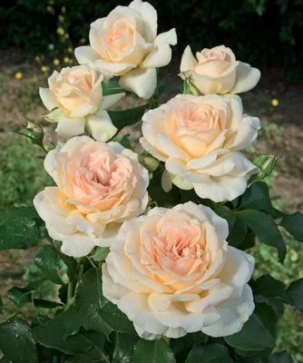 ROSIER Grande fleur 'SWEET LOVE' ® Harmisty