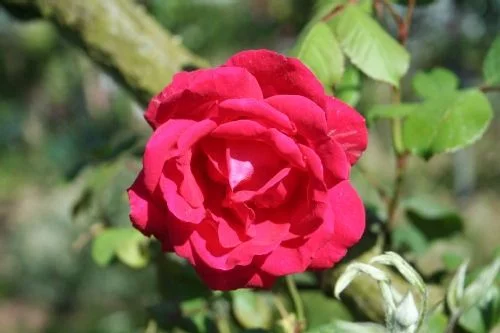 ROSIER Grimpant 'PAUL SCARLET CLIMBER'