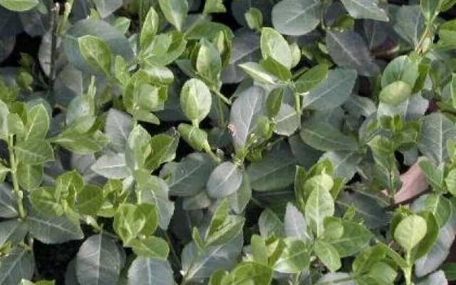 EUONYMUS fortunei 'Radicans' - Fusain rampant à feuilles vertes 'radicans'