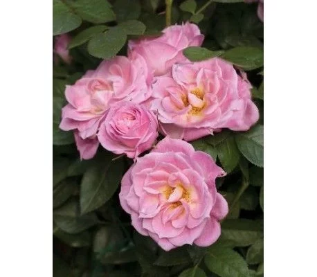 ROSIER Miniature 'BELLE SYMPHONIE ® Meirivoui