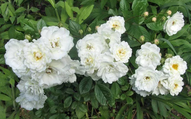 ROSIER Miniature 'LITTLE WHITE' ® Tan98145