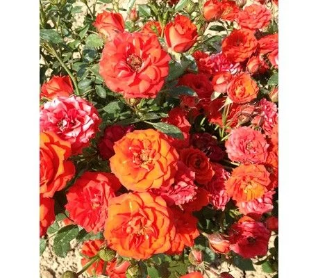 ROSIER Miniature 'ORANGE SYMPHONIE' ® Meininrut