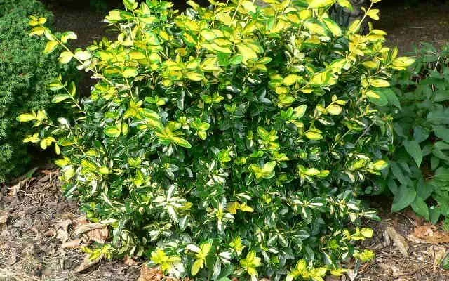 EUONYMUS fortunei 'Sunspot' - Fusain persistant 'Sunspot'