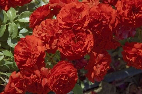 ROSIER Miniature 'TILT SYMPHONIE' ® meivraivou