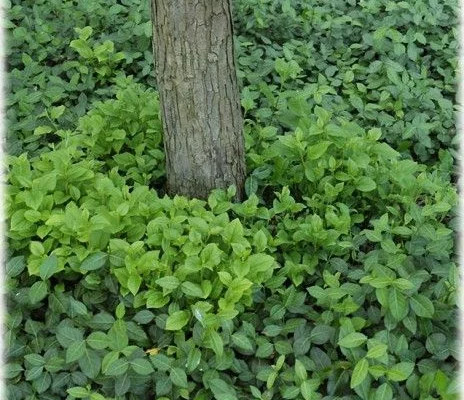 EUONYMUS fortunei 'Vegetus' - Fusain rampant à feuilles vertes