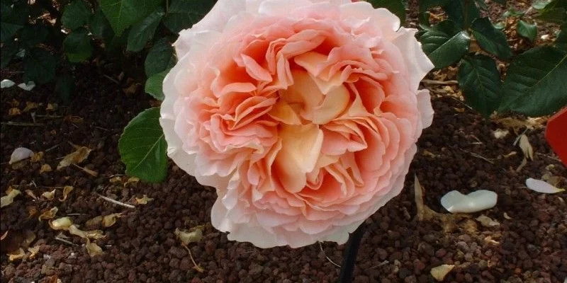 Rosier AUSTIN TIGE 'ABRAHAM DARBY '® Auscot