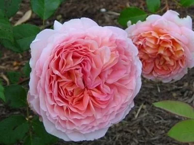 Rosier AUSTIN TIGE 'ABRAHAM DARBY '® Auscot