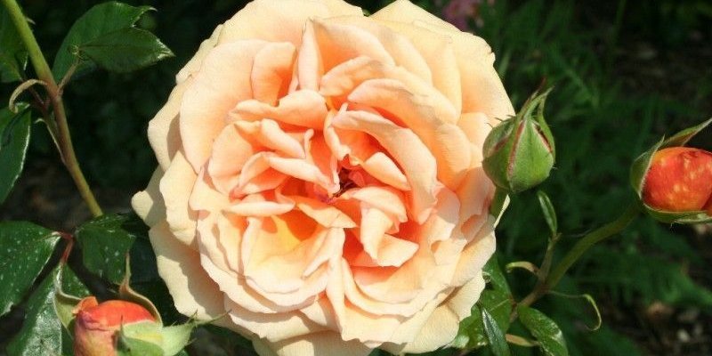 ROSIER TIGE Grande fleur 'BORA BORA' ® Tanmarsa