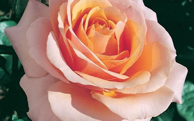 Rosier TIGE Grande fleur 'CHIMENE' ® Harzazz